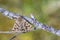 Closeu of a callistege mi, mother shipton moth, resting