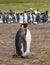 Closeup of 1 King Penguin in front of colony at Volunteer Beach, Falklands, UK