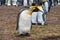 Closeup of 1 King Penguin out of group, Volunteer Beach, Falklands, UK