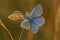 Closeup on 2 colorful Icarus blue butterflies ,Polyommatus icarus