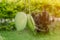 Closeup of 2 green mango hanging under the mango tree