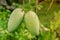 Closeup of 2 green mango hanging under the mango tree