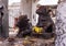 Closeup of 2 worshipped Nandi statues at Virupaksha temple, Hampi, Karnataka, India