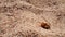 Closeup 4k footage of small crab crawling on hot sand at sea shore