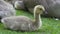 Closeup 4k video of Canada Goose with goslings resting on green grass springtime