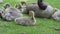 Closeup 4k video of Canada Goose with goslings resting on green grass springtime