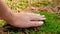 Closeup 4k video of female hand gently touching and stroking green moss on the ground at forest. Concept of people