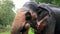 Closeup 4k video of indian elephant holding tree log in trunk and eating in tropical jungle forest