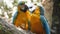 Closeup 4k video of two loving macaw parrots kissing while sitting on tree branch, Birds couple taking care of each