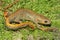 Closeup on an abnormal orange Chinese Chuxiong fire-bellied or blue - tailed fire bellied newt, Cynops cyanurus sitting on green