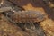 Closeup on abnormal orange colored common rough woudlouse, Porcellio scaber in the basement