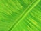 Closeup, Abstract blurred background of striped banana leaf green colour for stock photo or design, Top veiw, water droplet, green