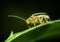 Closeup of an acalymma vittatum insect on a leaf.