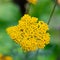 Closeup of Achillea Moonshine inflorescence