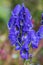 A closeup of Aconite flower in the garden.