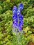 Closeup of an aconite flower, a very toxic species