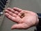 Closeup Acorn caps in man hand