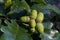 Closeup acorns
