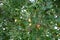 Closeup of acorns fruits on an oak tree branch in the forest