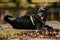 Closeup of an adorable affenpinscher on a leash lying on the ground in a park under the sunlight