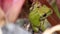 Closeup of an adorable Barking tree frog sitting on the stone