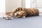 Closeup of an adorable Bengal cat lying on the floor and playing with a toy mouse