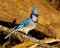 Closeup of adorable Blue jay perched on a tree branch in Dover, Tennessee