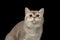 Closeup Adorable British Cat with green eyes Looking up isolated