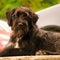 Closeup of an adorable brown Wirehaired Pointing Griffon dog in a backyard
