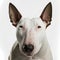 Closeup adorable bull terrier with ravishing detail on isolated background.