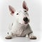 Closeup adorable bull terrier with ravishing detail on isolated background.