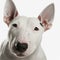 Closeup adorable bull terrier with ravishing detail on isolated background.