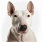 Closeup adorable bull terrier with ravishing detail on isolated background.