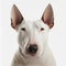 Closeup adorable bull terrier with ravishing detail on isolated background.