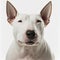 Closeup adorable bull terrier with ravishing detail on isolated background.