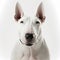 Closeup adorable bull terrier with ravishing detail on isolated background.