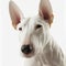 Closeup adorable bull terrier with ravishing detail on isolated background.