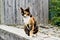 Closeup of an adorable calico cat outdoors during daylight