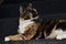 Closeup of an adorable calico cat on the stairs outdoors during daylight