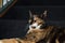 Closeup of an adorable calico cat on the stairs outdoors during daylight