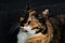 Closeup of an adorable calico cat on the stairs outdoors during daylight