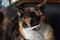 Closeup of an adorable calico cat on the stairs outdoors during daylight