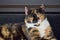 Closeup of an adorable calico cat on the stairs outdoors during daylight