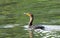 Closeup of an adorable cormorant swimming in a reflective pond