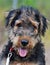 Closeup of adorable cute Airedale Terrier puppy