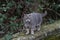 Closeup of an adorable domestic British shorthair cat outdoors