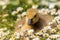 Closeup of an adorable duckling on the flowery field outdoors