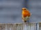 Closeup of an adorable European robin perched on a wooden fence with a blurry background