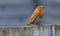 Closeup of an adorable European robin perched on a wooden fence with a blurry background