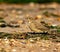 Closeup of adorable European rock pipit on fallen leaves on the ground